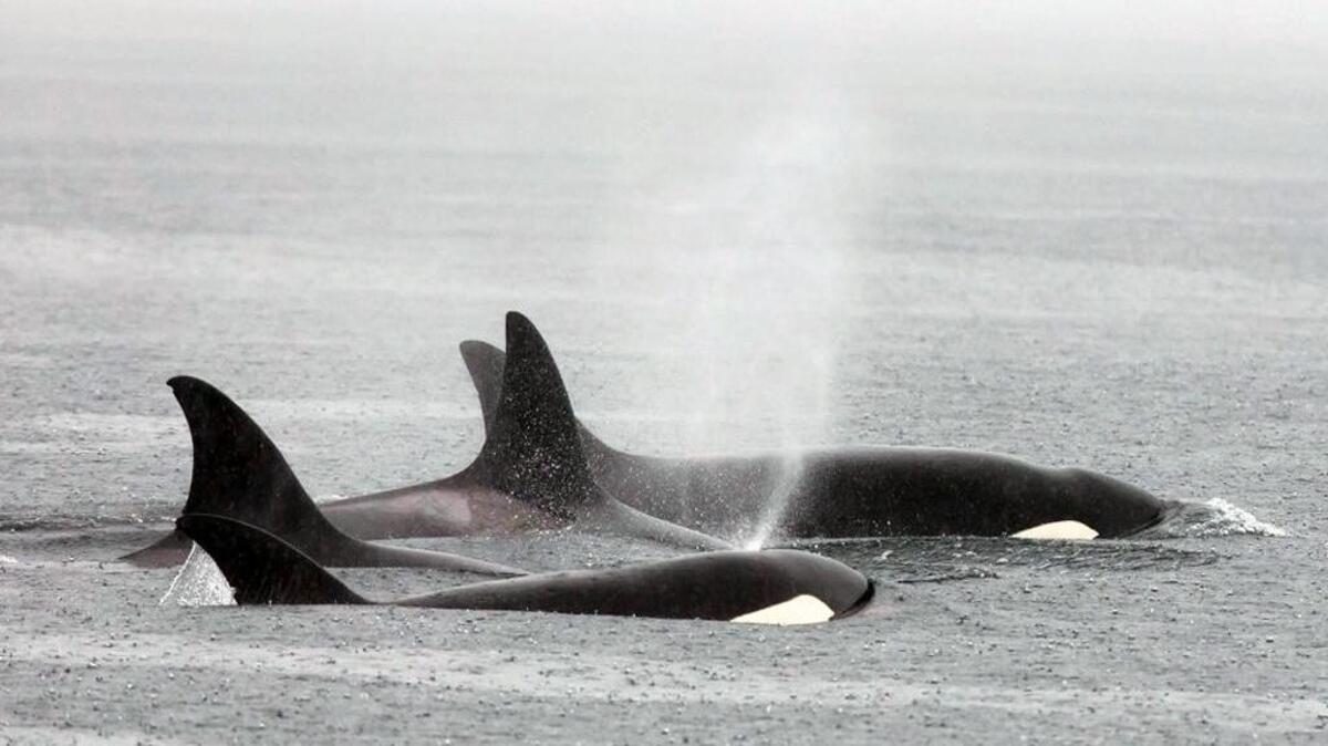 Bigg’s orca sightings on the rise in Puget Sound, Salish Sea