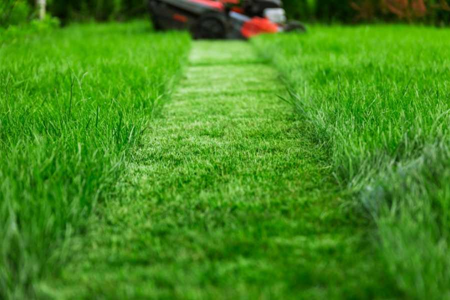 grass, lawn, perfect lawn, mowing grass, tearing out grass