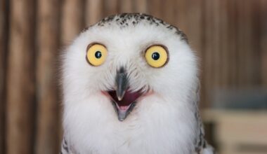 It Turns Out Birds Masturbate Too, And Evolution May Explain Why : ScienceAlert