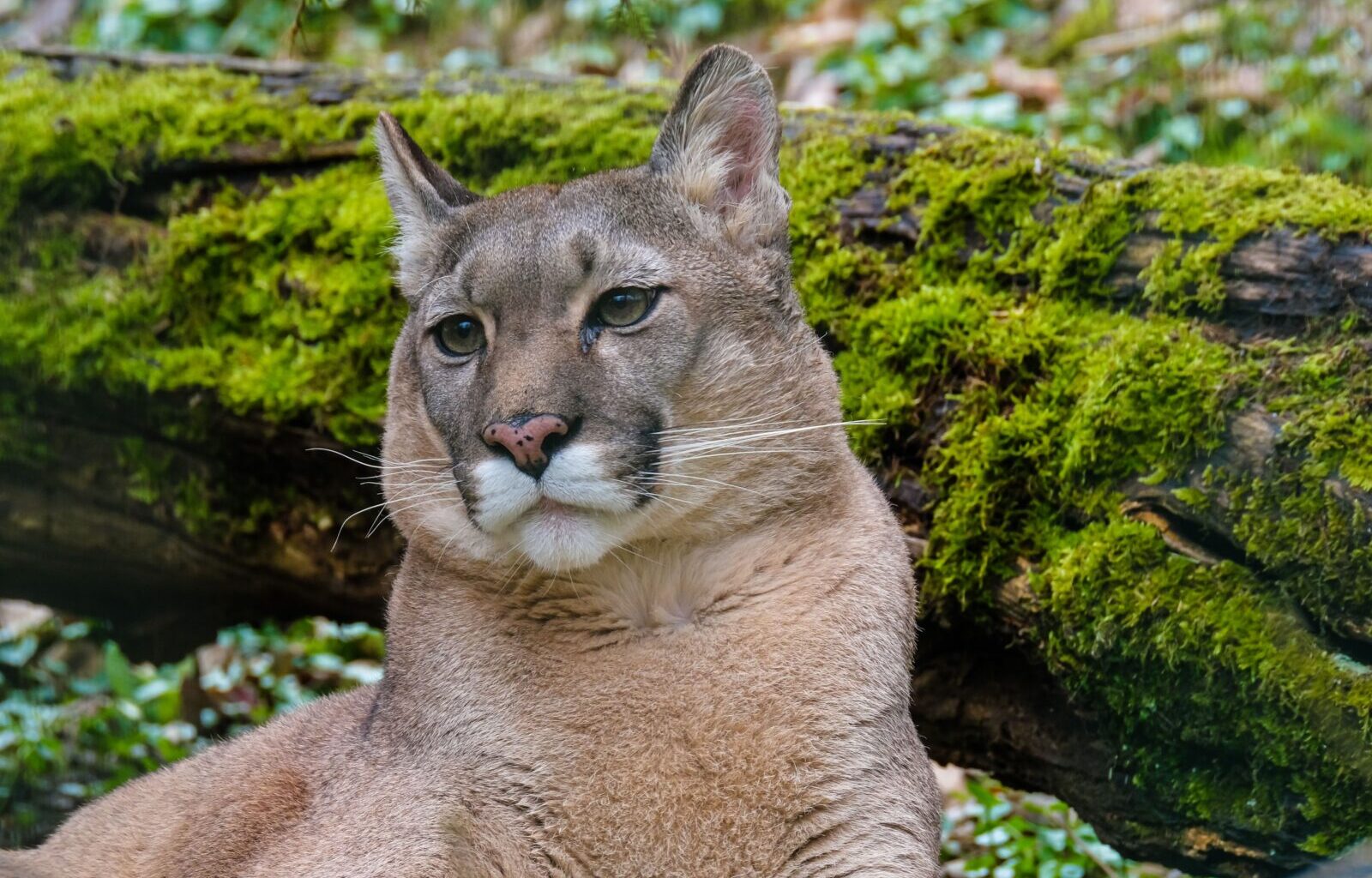 Mountain lions “imminent threat” in Lassen County