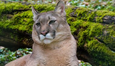 Mountain lions “imminent threat” in Lassen County