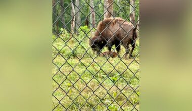 South Park Game Preserve welcomes third baby bison of 2026