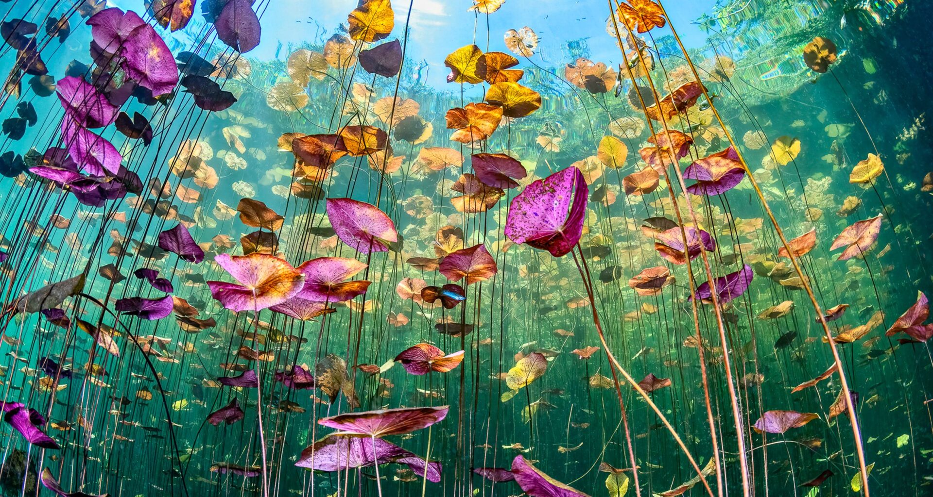 This vibrant underwater lily field was shot on a 10-year-old DSLR with a fisheye lens – and it snagged an ocean photography award