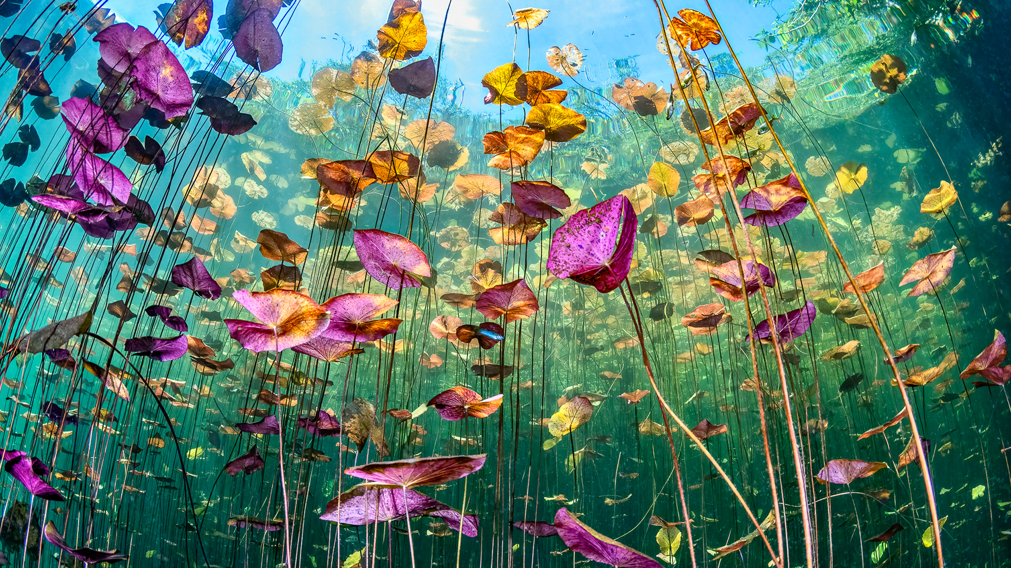 Colorful underwater flowers.
