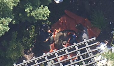 Mountain lion roaming Redwood City neighborhood captured in home's backyard