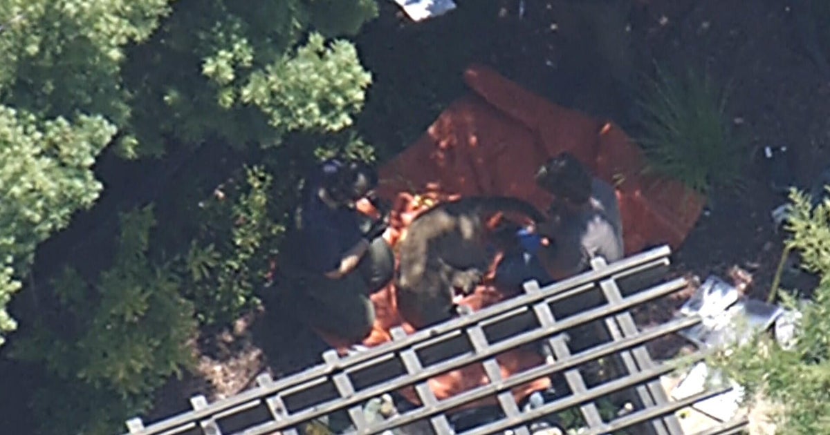 Mountain lion roaming Redwood City neighborhood captured in home's backyard