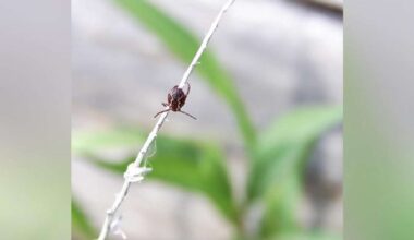 Mild winter means more ticks. Here's how to avoid them