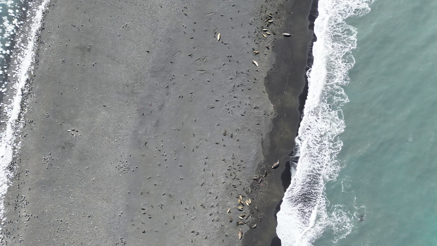 Wildlife biologists collected drone imagery and conducted field work at Heard Island in October 2025 and January 2026, to check for signs of bird flu.