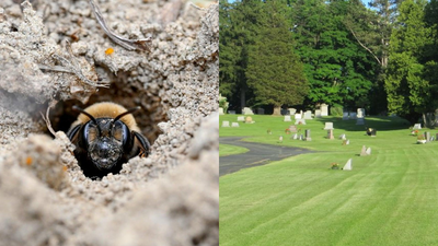 Scientists discover 5.5 million bees living beneath a New York cemetery for over 100 years and it could help save vulnerable pollinators