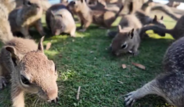 City leaders urge people to stop feeding Santa Monica squirrels due to swelling population