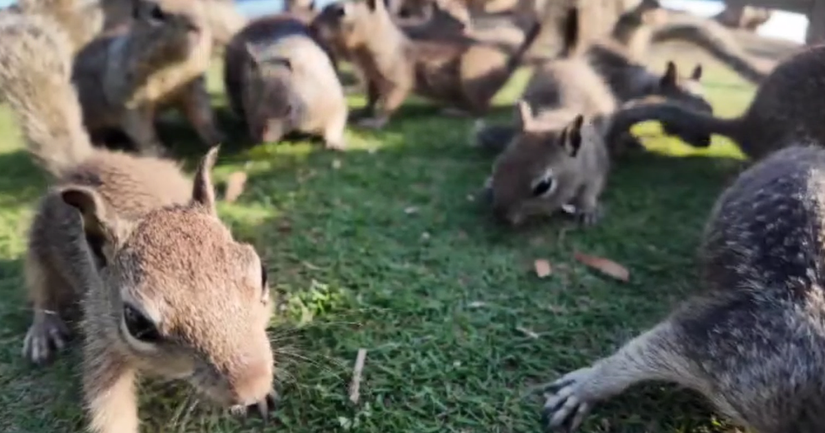City leaders urge people to stop feeding Santa Monica squirrels due to swelling population