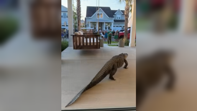 Alligator found on front porch in South Carolina.