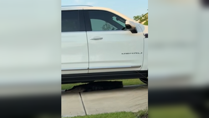 Alligator hides under car in South Carolina.