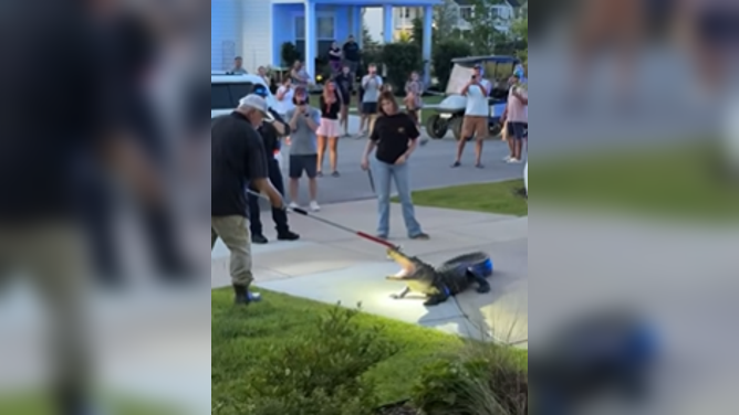 Trapper tries to capture an alligator in a South Carolina neighborhood.