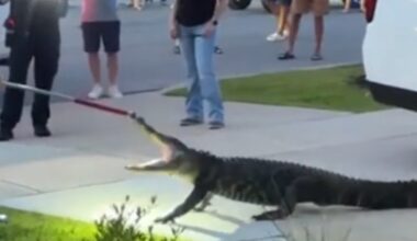 Alligator fights off trapper after wandering into South Carolina neighborhood