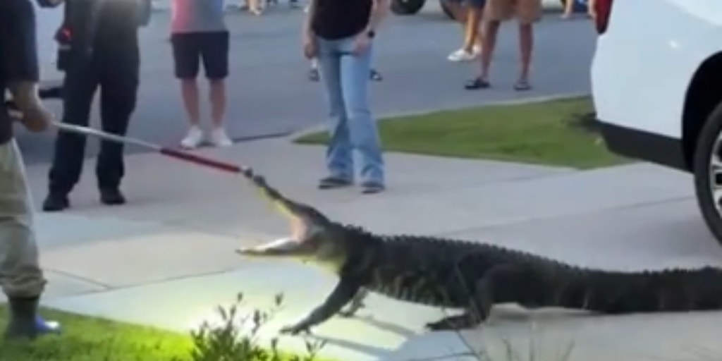 Alligator fights off trapper after wandering into South Carolina neighborhood