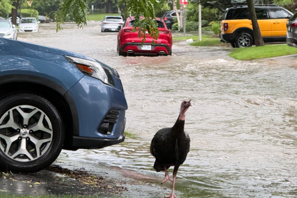 A turkey in the West Island makes tracks to higher and drier ground after storms caused widespread flooding and power failures Saturday. 