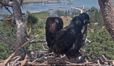 Thousands sign petition to stop Big Bear fireworks show for bald eagle family's safety
