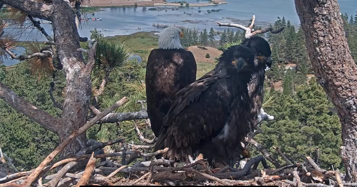 Thousands sign petition to stop Big Bear fireworks show for bald eagle family's safety
