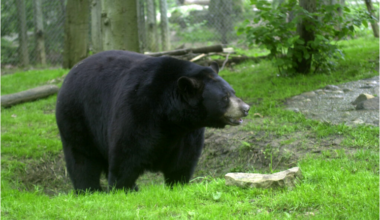 Bear Sightings - WHIZ - Fox 5 / Marquee Broadcasting