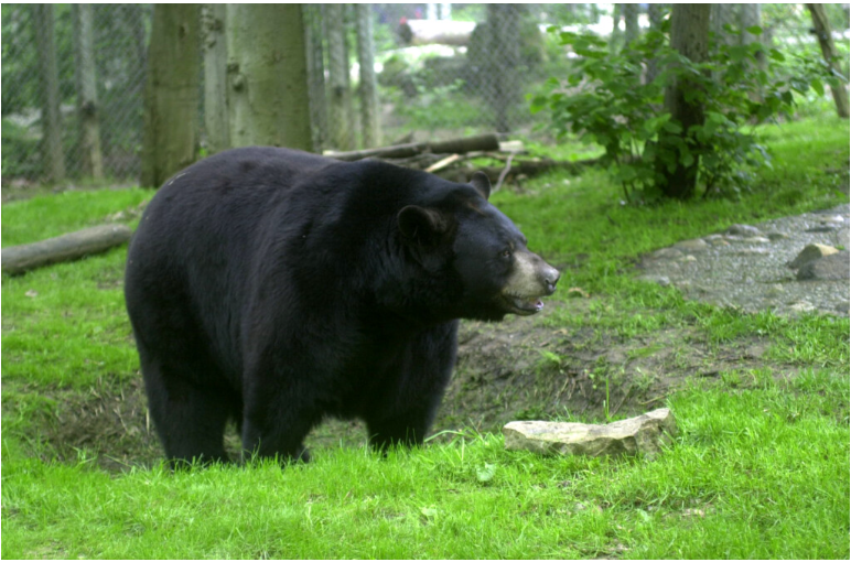 Bear Sightings - WHIZ - Fox 5 / Marquee Broadcasting