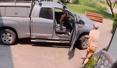 Watch: Bear found sitting in front seat of man's truck