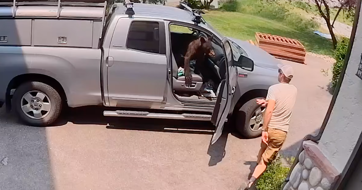 Watch: Bear found sitting in front seat of man's truck