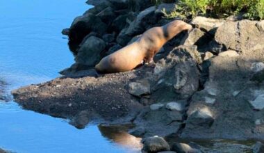 'Not something you see everyday': Sea lion seen upriver in Petaluma draws appreciation, concern