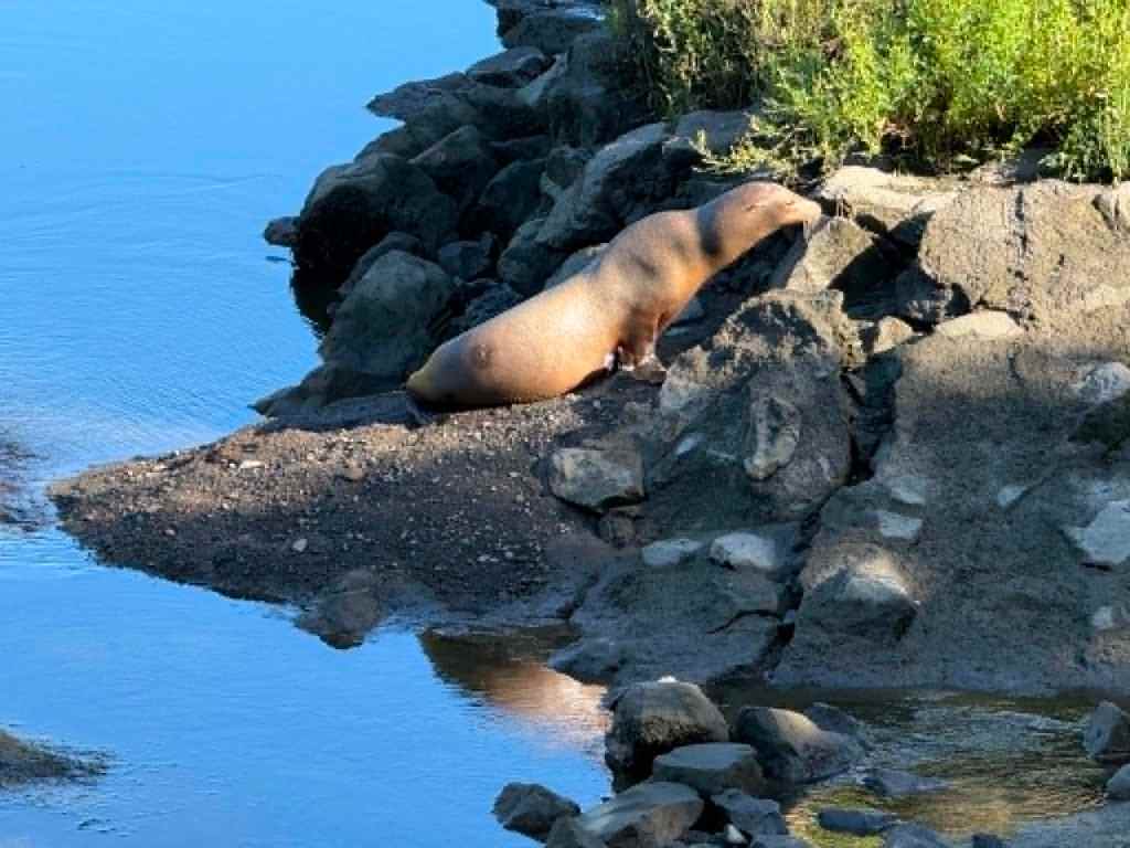 'Not something you see everyday': Sea lion seen upriver in Petaluma draws appreciation, concern