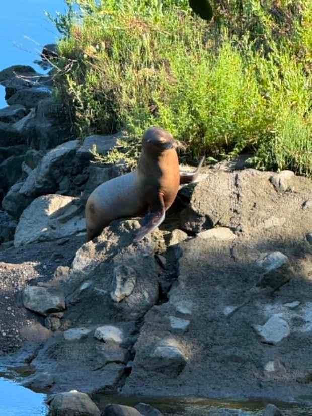 A sea lion was spotted far up the Petaluma River on Friday, June 26, 2026. (Photo by Bill Parsons)