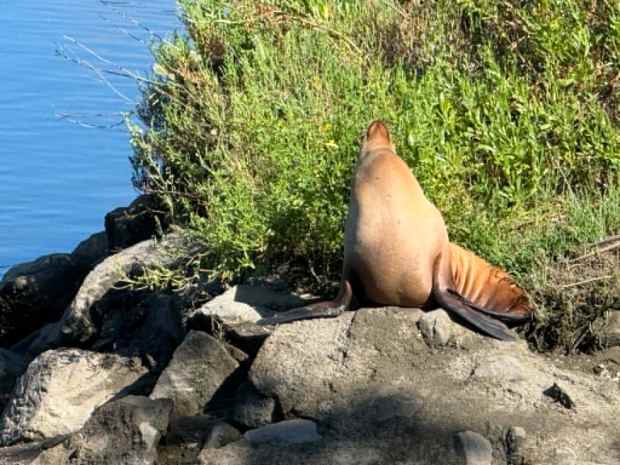 A sea lion was spotted far up the Petaluma River on Friday, June 26, 2026. (Photo by Bill Parsons)