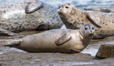 WA wildlife: What to do if you find a seal pup on the beach