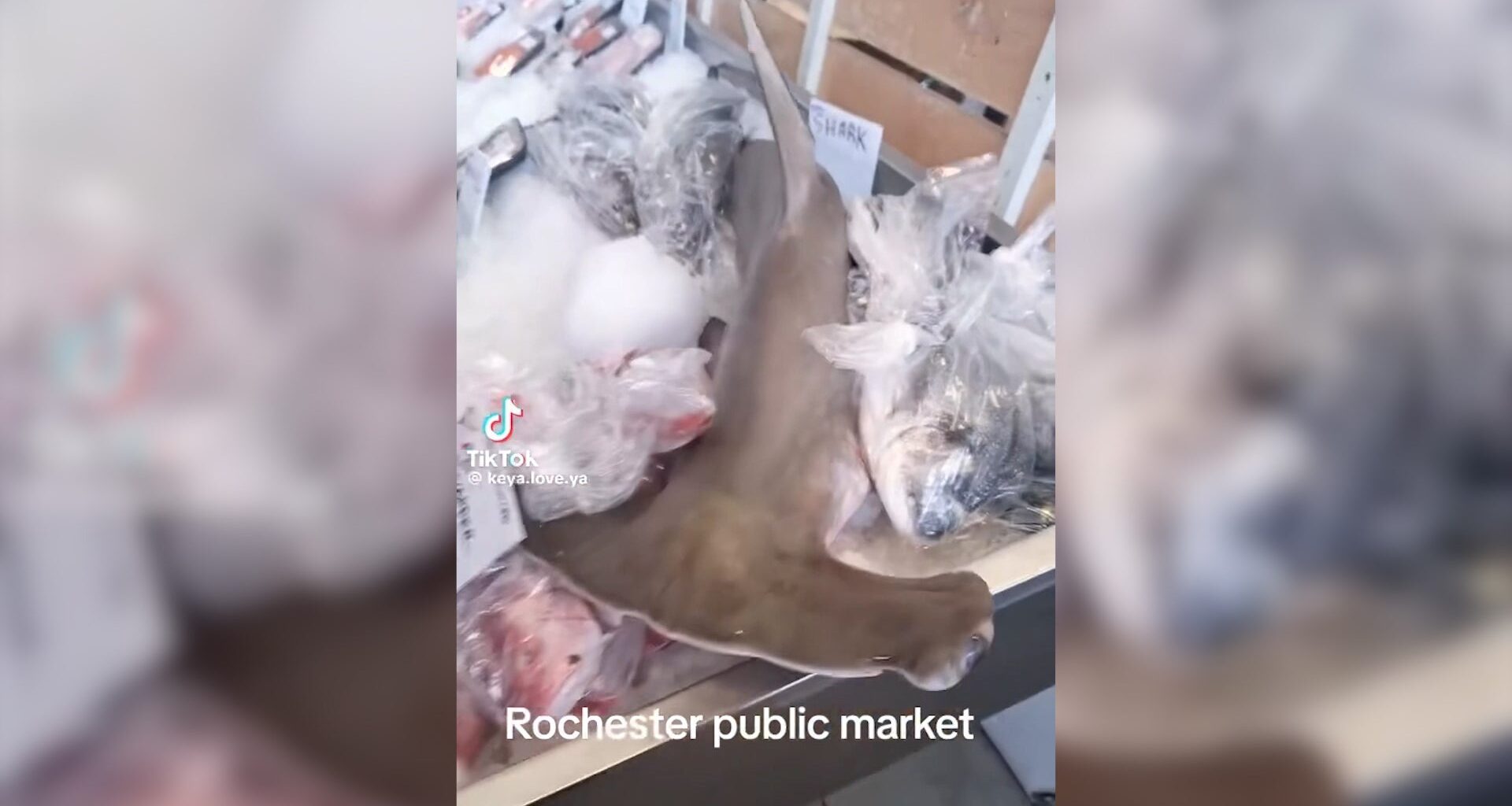 DEC finds no violations after hammerhead shark sale at Rochester Public Market sparks viral TikTok video