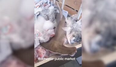 DEC finds no violations after hammerhead shark sale at Rochester Public Market sparks viral TikTok video