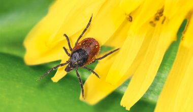 7 Tick Infested Areas In The United States