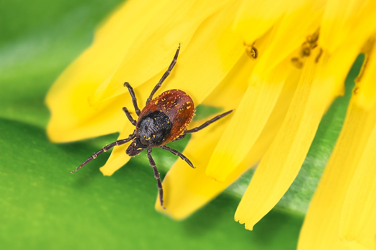 7 Tick Infested Areas In The United States