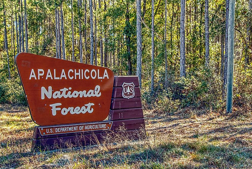 Apalachicola National Forest, Flordia