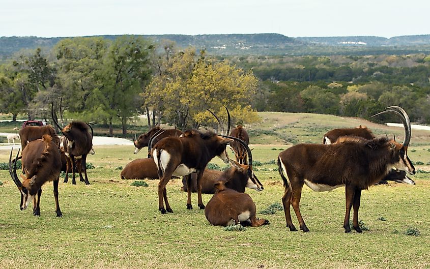 Herd of Sable Antelope in protective circle at Fossil Rim Wildlife Center near Glen Rose, Texas