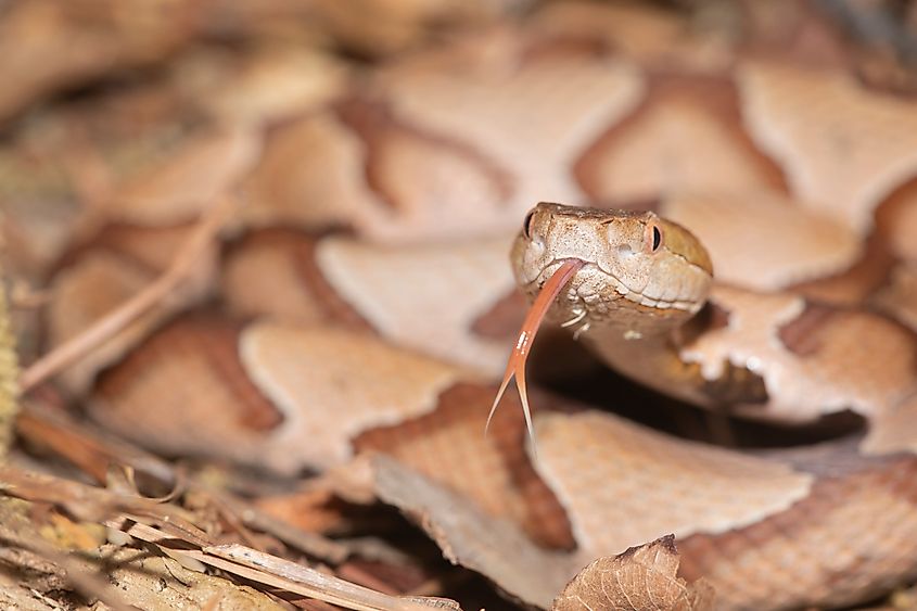 A copperhead samples the air with its tongue.