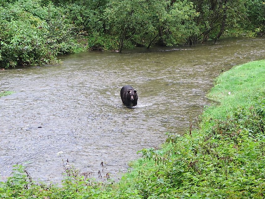 A grizzly bear catching salmon in the Tongass National Forest, Alaska.