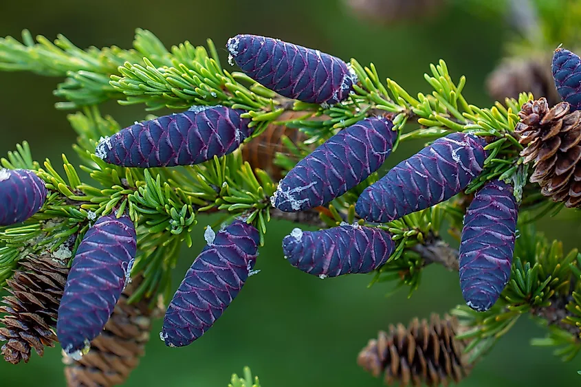 Spruce branches with new and old pine cones in the Chugach National Forest, Alaska.