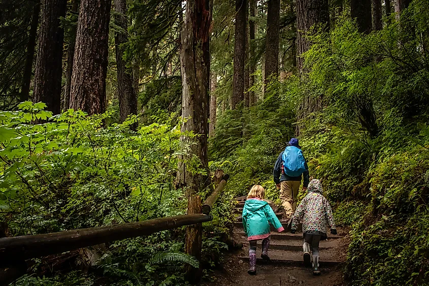 A family walking through the moss-draped Hoh Rainforest, Washington.