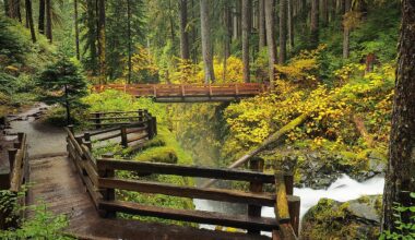 The Most Beautiful Rainforests In The United States
