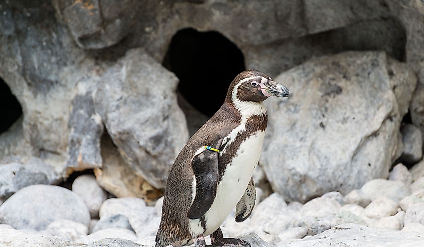 A Humboldt penguin at the Brookfield Zoo near Chicago.