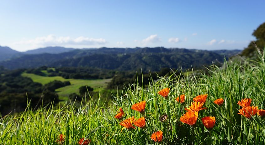 Flowers blooming during spring time at Topanga state park. Editorial credit: AMBOphotos / Shutterstock.com