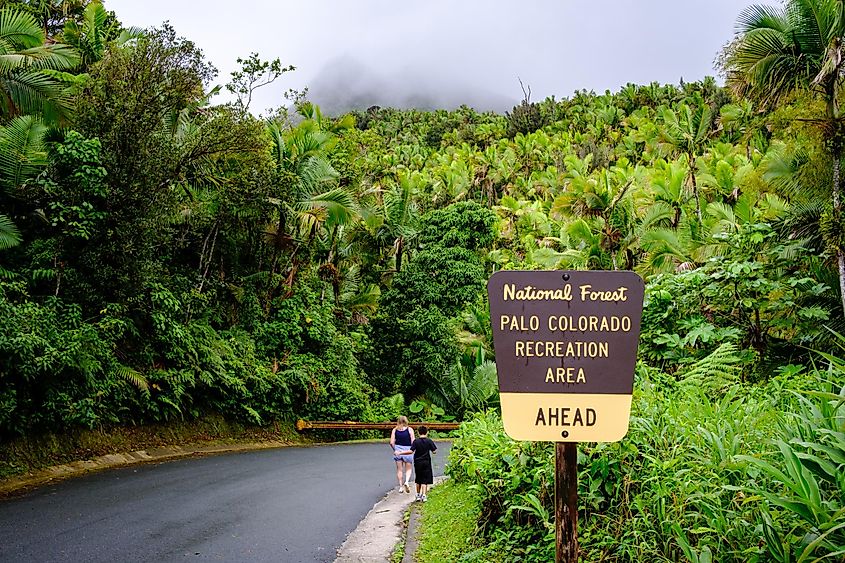 The green canopy of El Yunque National Forest, Puerto Rico.