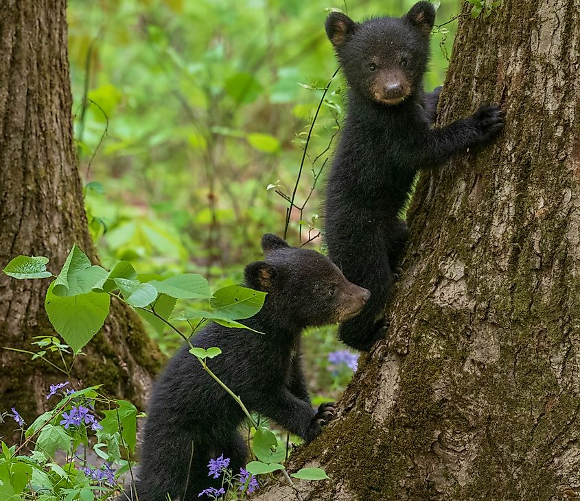 Black Bear Cubs Playing in Great Smoky Mountains National Park