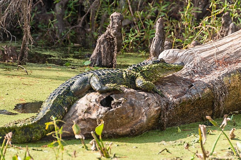 Closeup of an alligator resting on a log in the Bayou Sauvage National Wildlife Refuge in New Orleans.
