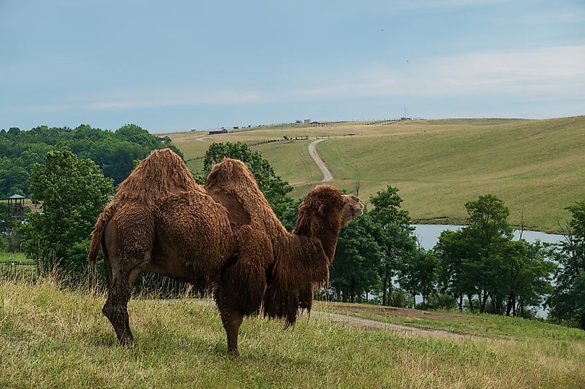 Rhinos grazing on the open pastures of The Wilds in Cumberland, Ohio.