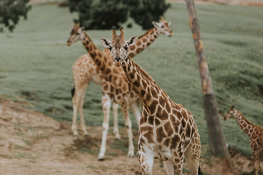 Giraffes in San Diego Zoo